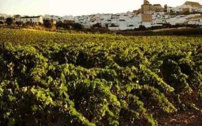 Ruta de los Lagares de Moriles: el alma del vino en la Campiña Sur