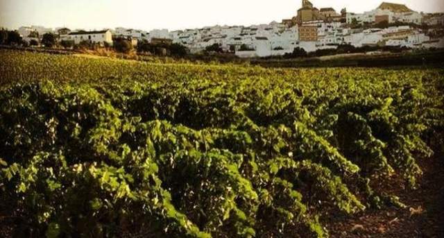 Ruta de los Lagares de Moriles: el alma del vino en la Campiña Sur